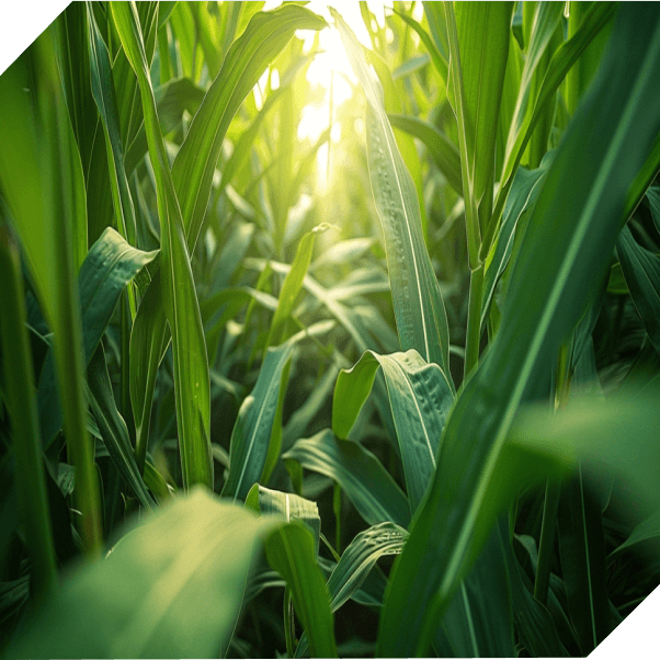 Ingenio de Tala Ingenio de Tala